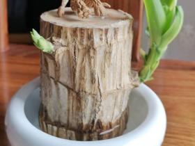 巴西木那个小人叫什么(巴西木的寓意和象征风水)