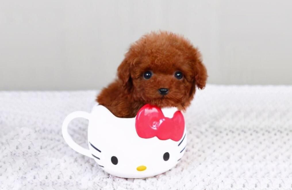 十大便宜好养的小型犬（6种小型犬，每一只都不会让你失望）
