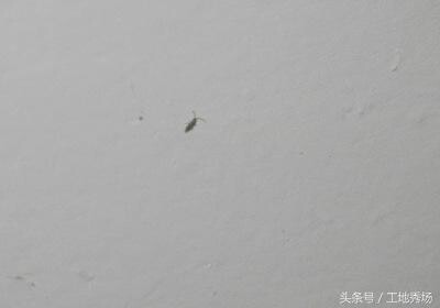 房间墙上有小小的虫子是什么原因，该怎么处理呢