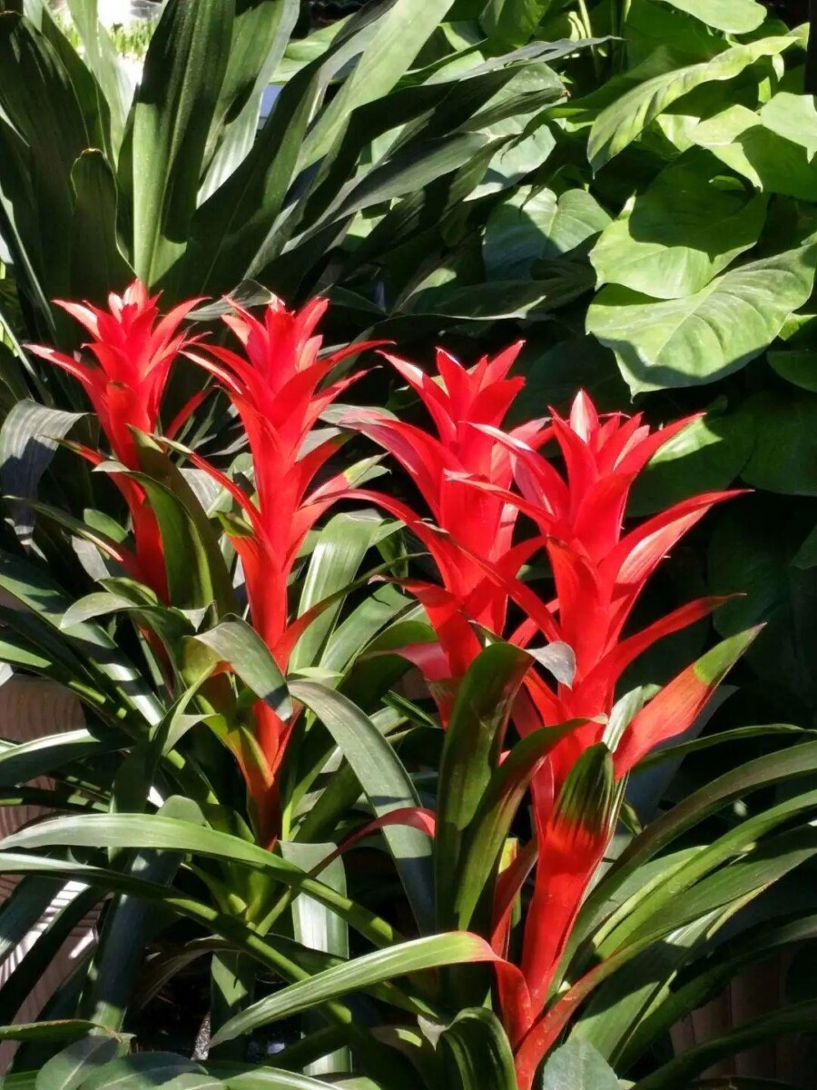 喜阴的室内植物花卉有哪些（5种“喜阴花”，就怕强光暴晒）
