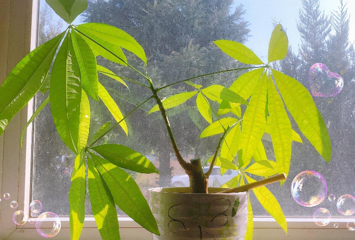 卧室放什么植物最旺财又健康（卧室放4种植物，“旺财”又健康）